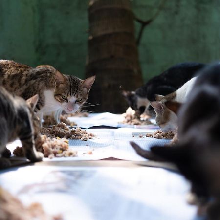 Alass Ga For Pets Lovers Trincomalee Exterior foto