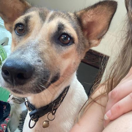 Alass Ga For Pets Lovers Trincomalee Exterior foto