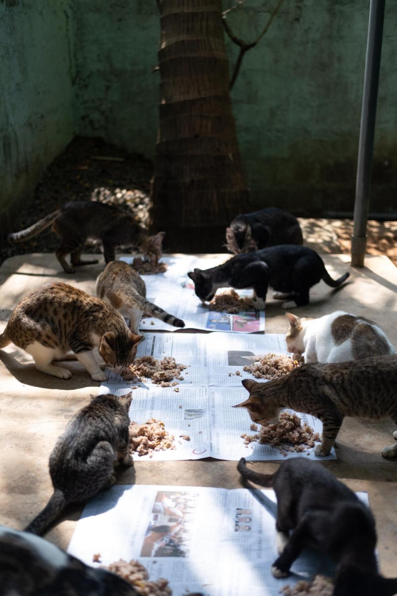 Alass Ga For Pets Lovers Trincomalee Exterior foto