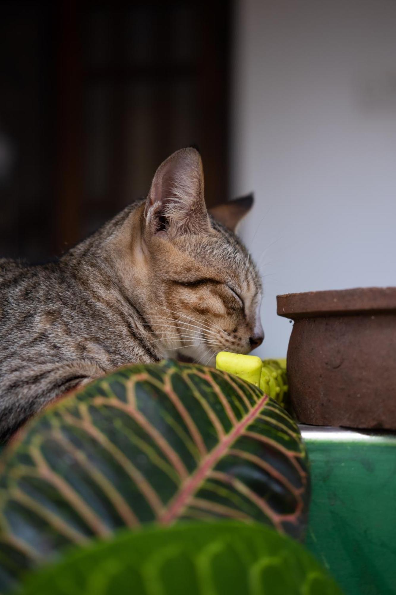 Alass Ga For Pets Lovers Trincomalee Exterior foto