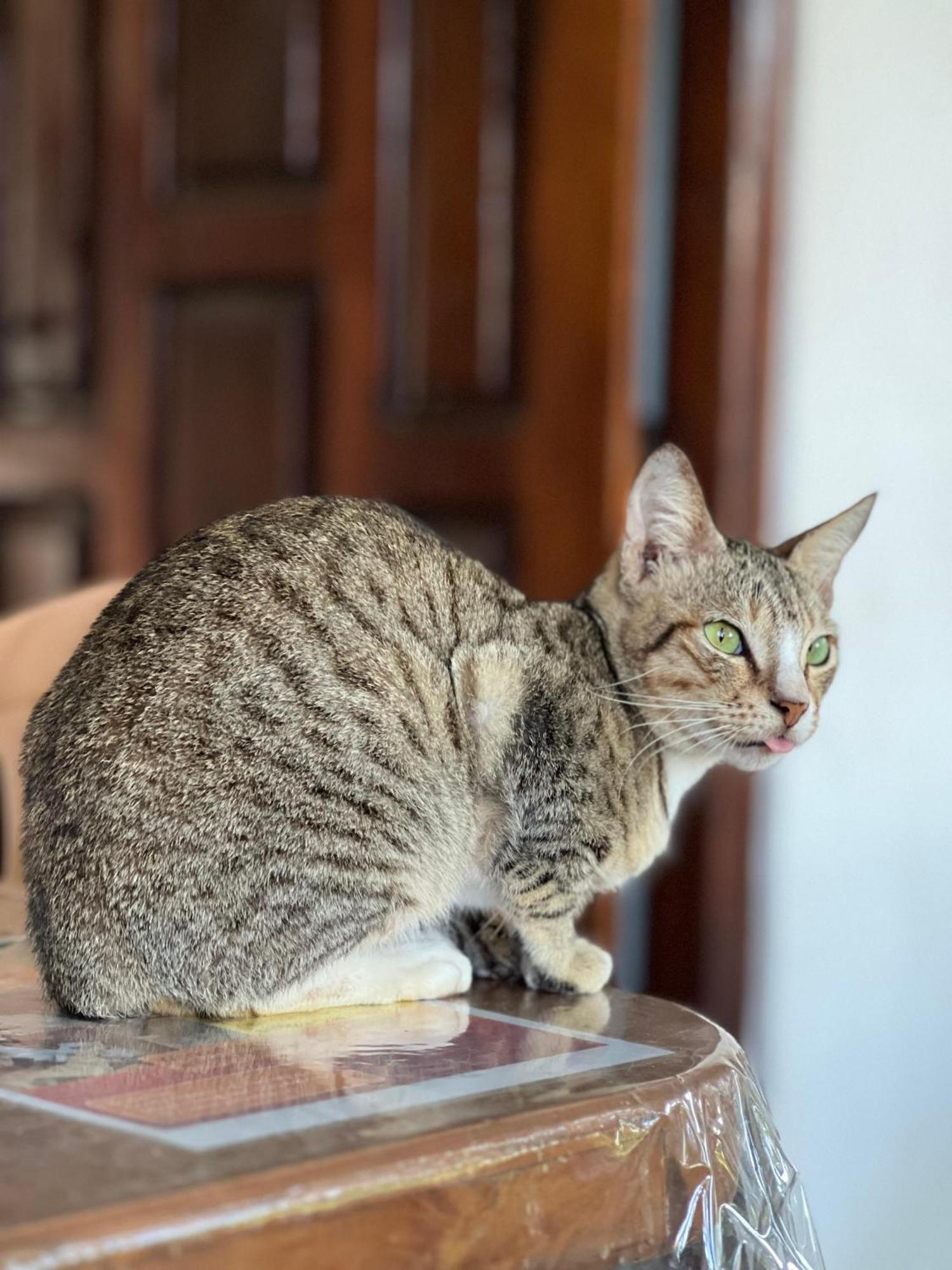 Alass Ga For Pets Lovers Trincomalee Exterior foto