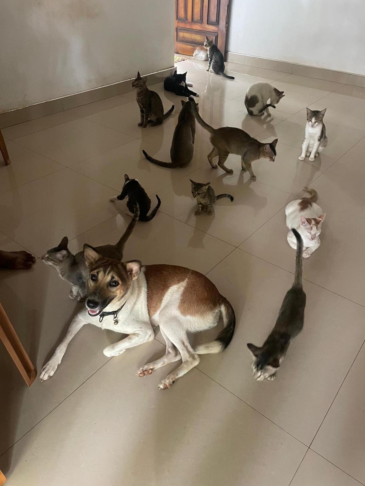 Alass Ga For Pets Lovers Trincomalee Exterior foto
