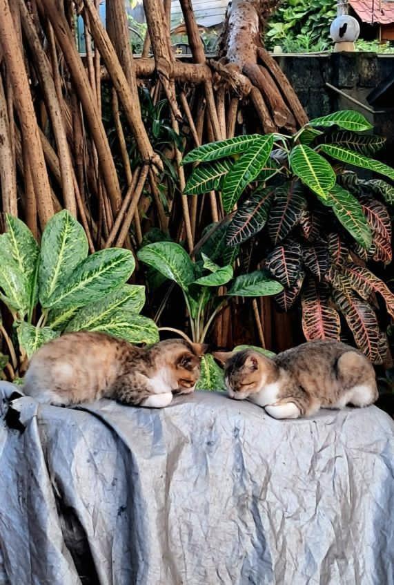 Alass Ga For Pets Lovers Trincomalee Exterior foto