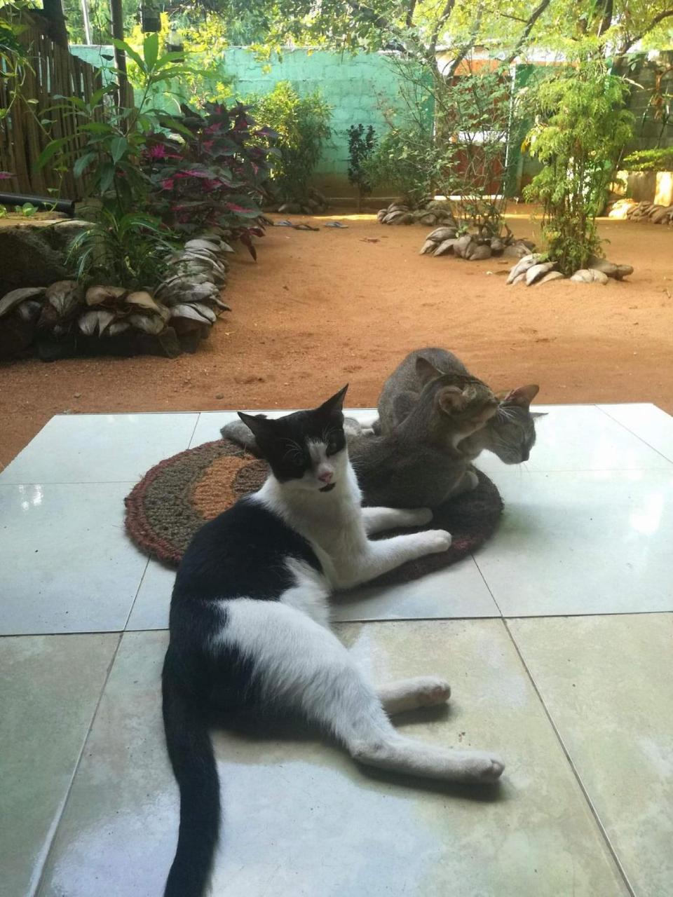 Alass Ga For Pets Lovers Trincomalee Exterior foto